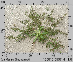 Chenopodium rubrum (komosa czerwonawa)