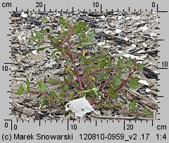 Chenopodium rubrum (komosa czerwonawa)