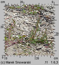 Chenopodium rubrum (komosa czerwonawa)