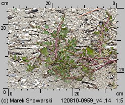 Chenopodium rubrum (komosa czerwonawa)