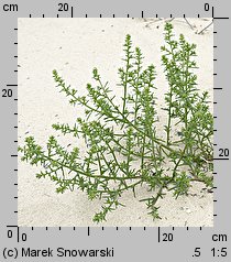 Salsola kali ssp. kali (solanka kolczysta typowa)