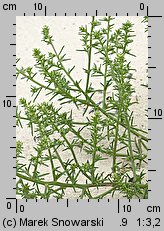 Salsola kali ssp. kali (solanka kolczysta typowa)