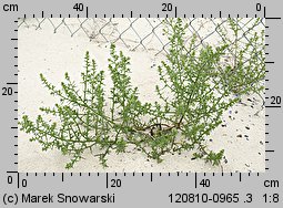 Salsola kali ssp. kali (solanka kolczysta typowa)