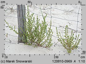 Salsola kali ssp. kali (solanka kolczysta typowa)