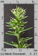 Salsola kali ssp. kali (solanka kolczysta typowa)