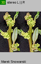 Chenopodium glaucum (komosa sina)