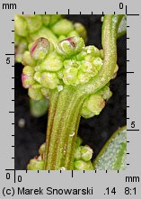 Chenopodium glaucum (komosa sina)