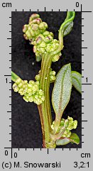 Chenopodium glaucum (komosa sina)