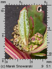 Chenopodium glaucum (komosa sina)