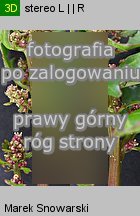 Chenopodium rubrum (komosa czerwonawa)