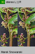 Chenopodium rubrum (komosa czerwonawa)