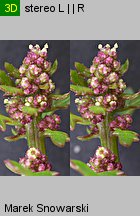 Chenopodium rubrum (komosa czerwonawa)