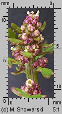 Chenopodium rubrum (komosa czerwonawa)