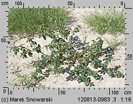 Solanum nigrum (psianka czarna)