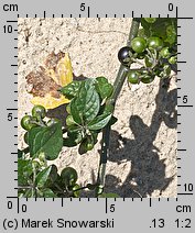 Solanum nigrum (psianka czarna)