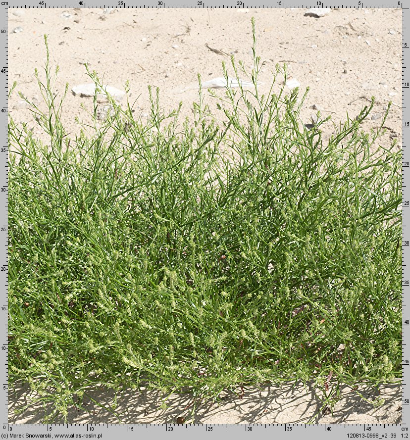 Corispermum pallasii (wrzosowiec cienkoskrzydełkowy)