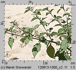 Solanum nigrum (psianka czarna)