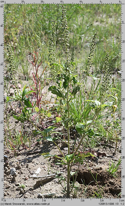 Ambrosia trifida (ambrozja trójdzielna)