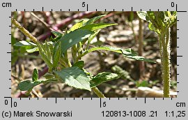 Ambrosia trifida (ambrozja trójdzielna)