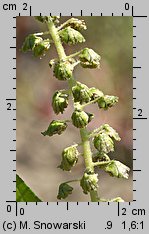 Ambrosia trifida (ambrozja trójdzielna)