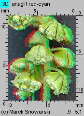 Ambrosia trifida (ambrozja trójdzielna)