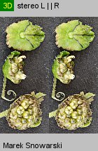 Ambrosia trifida (ambrozja trójdzielna)