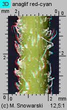 Ambrosia trifida (ambrozja trójdzielna)