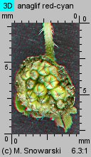 Ambrosia trifida (ambrozja trójdzielna)