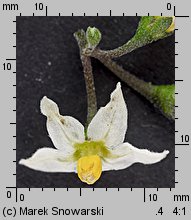 Solanum nigrum (psianka czarna)