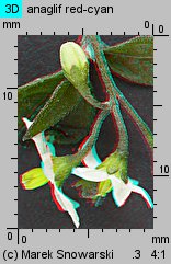 Solanum nigrum (psianka czarna)