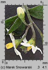 Solanum nigrum (psianka czarna)