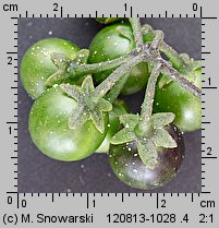 Solanum nigrum (psianka czarna)