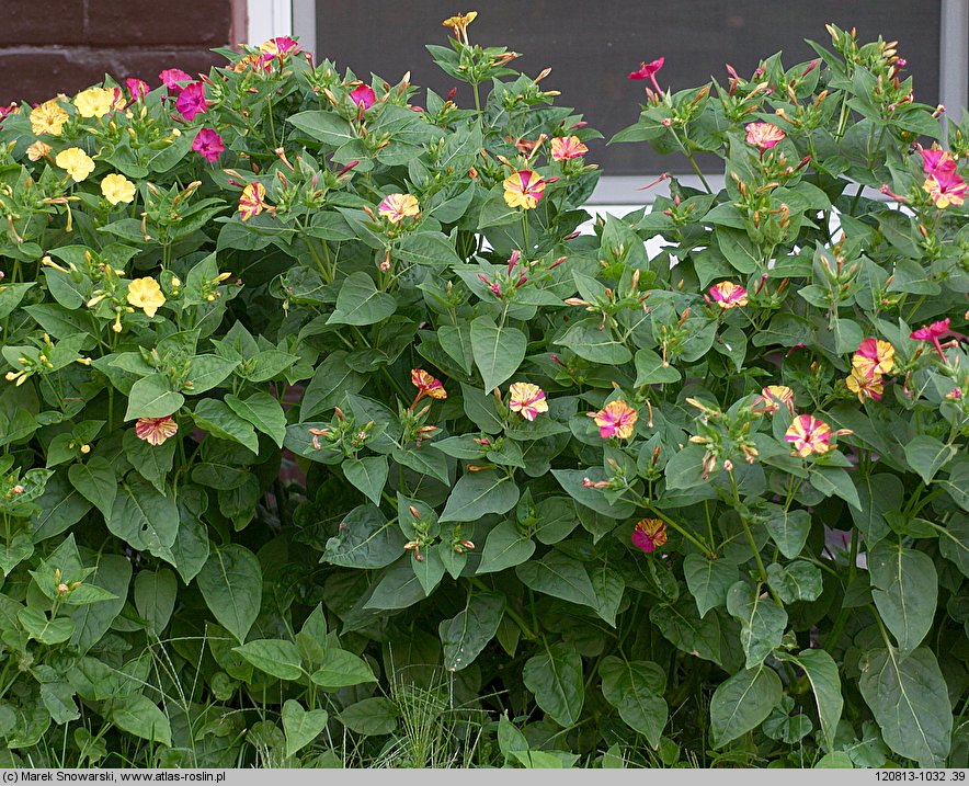 Mirabilis jalapa (dziwaczek Jalapa)