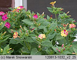 Mirabilis jalapa (dziwaczek Jalapa)