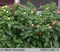 Mirabilis jalapa (dziwaczek Jalapa)