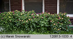 Mirabilis jalapa (dziwaczek Jalapa)