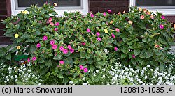 Mirabilis jalapa (dziwaczek Jalapa)