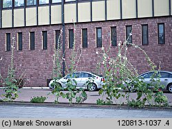 Alcea rosea (malwa różowa)