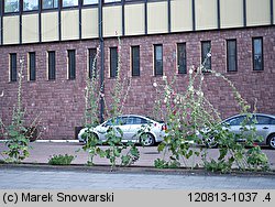 Alcea rosea (malwa różowa)