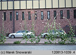 Alcea rosea (malwa różowa)