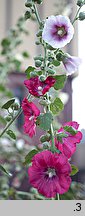 Alcea rosea (malwa różowa)