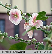 Alcea rosea (malwa różowa)