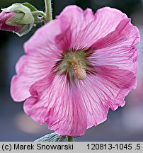 Alcea rosea (malwa różowa)