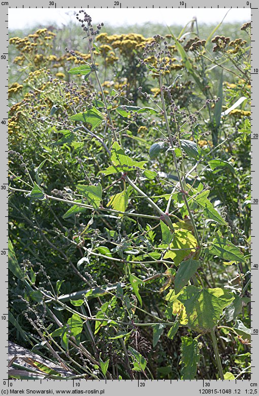 Atriplex patula (łoboda rozłożysta)