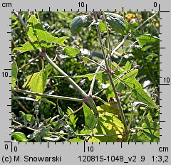 Atriplex patula (łoboda rozłożysta)