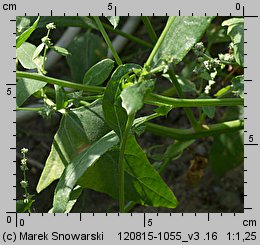 Atriplex patula (łoboda rozłożysta)