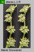 Atriplex patula (łoboda rozłożysta)