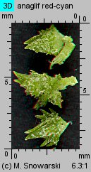 Atriplex patula (łoboda rozłożysta)