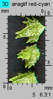 Atriplex patula (łoboda rozłożysta)