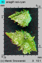 Atriplex patula (łoboda rozłożysta)
